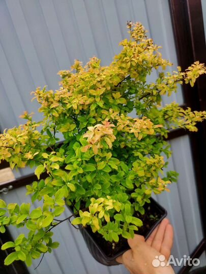 Спирея Рейнбоу