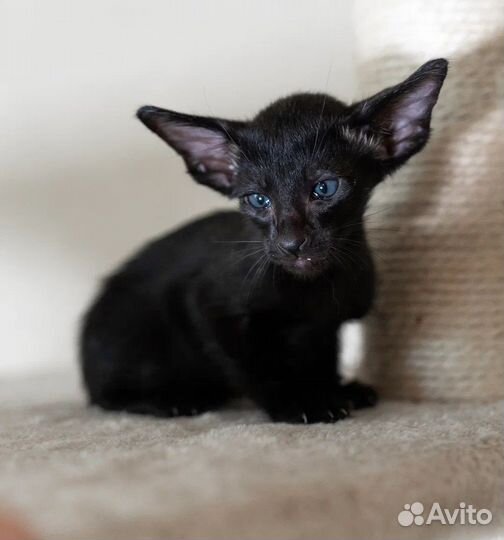 Ориентальная мальчик