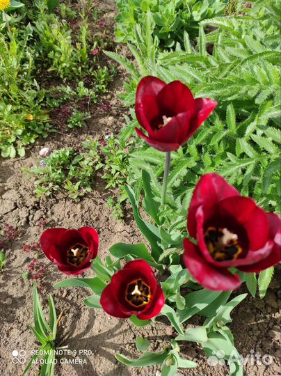 Тюльпаны пять видов