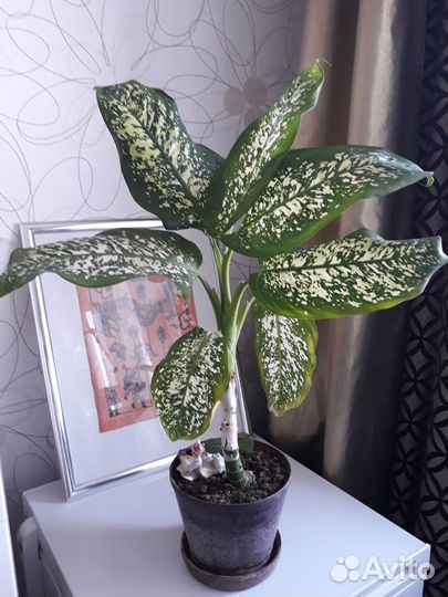 Крассула толстянка, молочай, мята, диффенбахия