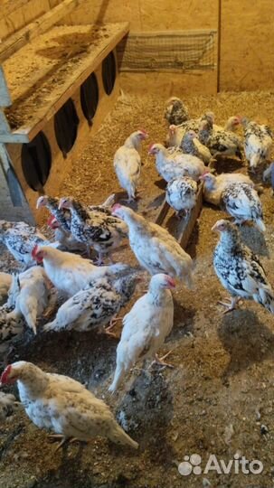 Куры несушки продам