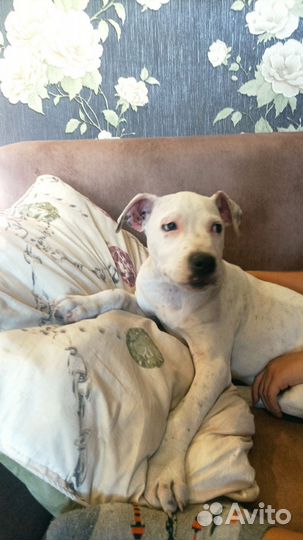 Щенки стаффорда