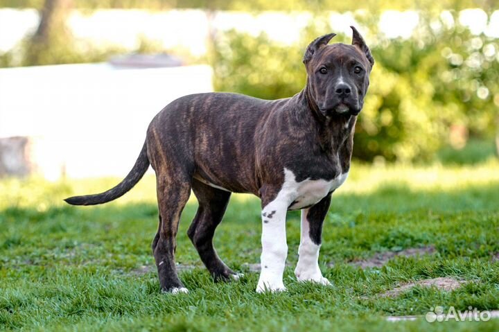 Американский булли тип XL