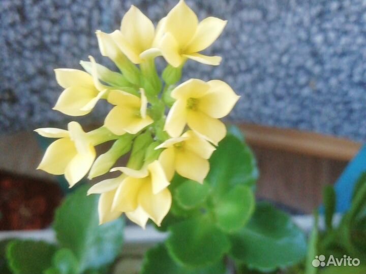 Каланхоэ цветущий