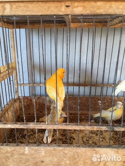 Кенар зеленый и оранжевый