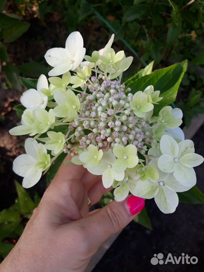 Гортензия Металлика