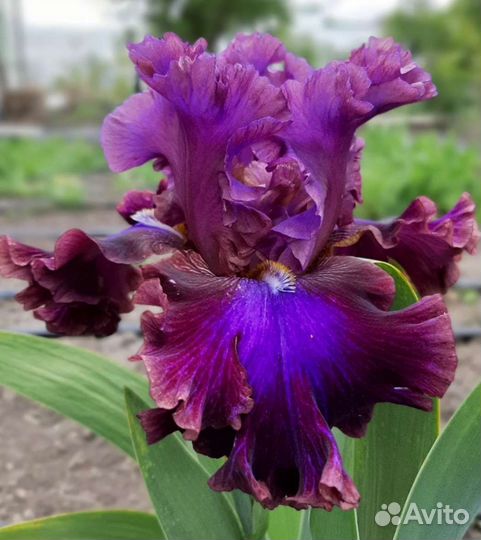 Ирисы сортовые