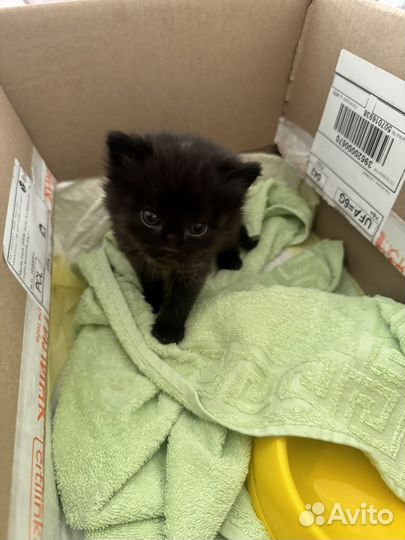 Котенок в добрые руки