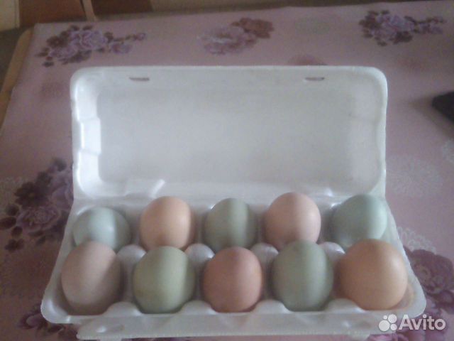 Яйцо куриное