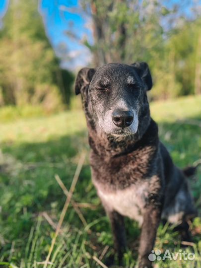 Хороший мальчик в добрые руки