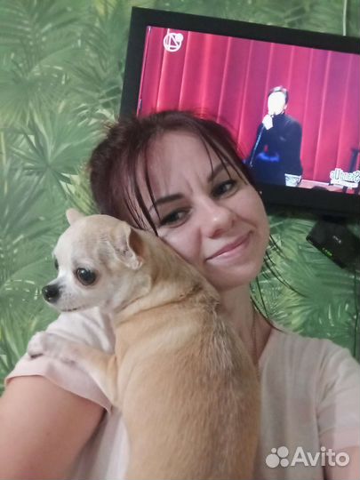 Передержка собак, догситтер