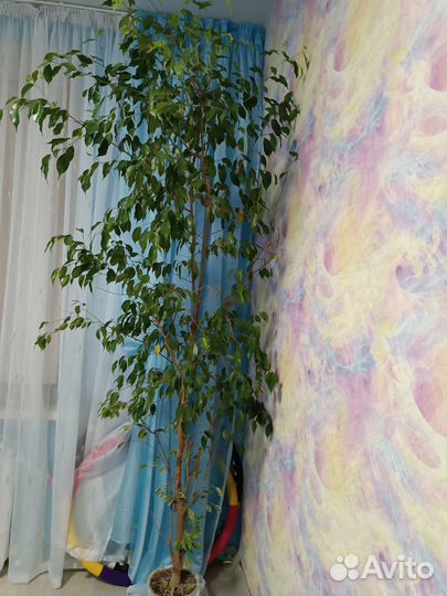 Фикус бенджамина