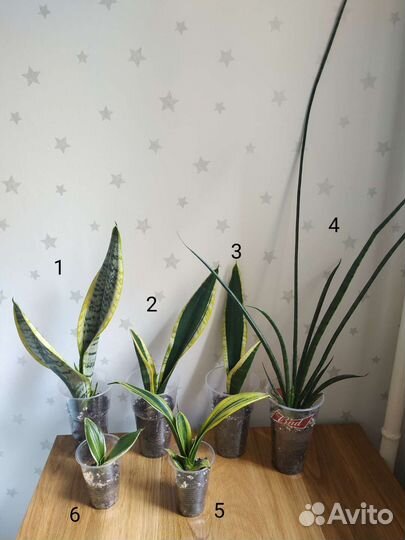 Сансевиерии голд флейм, крео, Микадо, Найт шейд