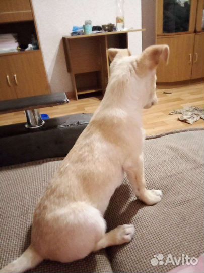 Собаку в добрые руки