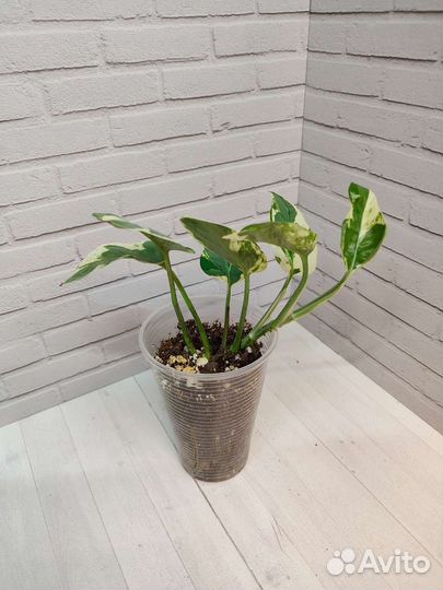 Эпипремнумы, сциндапсусы, филодендроны