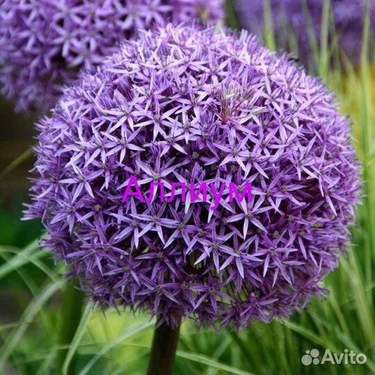 Аллиум луковицы