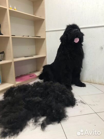 Стрижка собак крупных пород