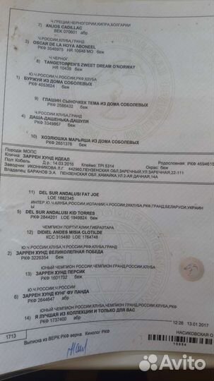 Мопс для Дам