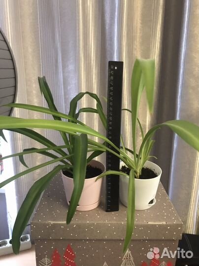 Хлорофитум