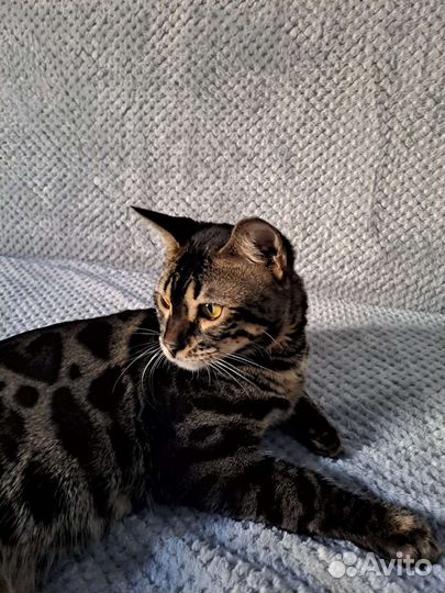 Бенгальский кот