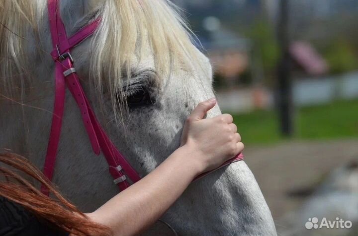 Конные прогулки