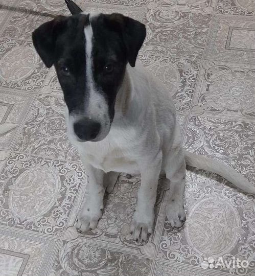 Отдаю щенков в добрые руки