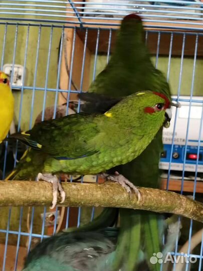 Попугай корелла и какарик, птенцы