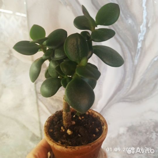 Суккуленты