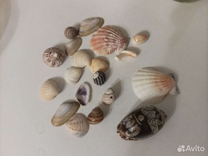 Морские ракушки раковины