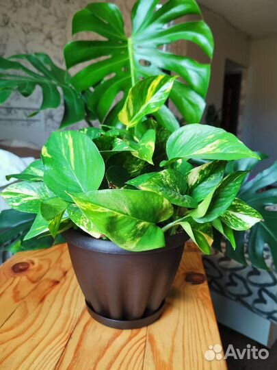 Сциндапсус эпипремнум