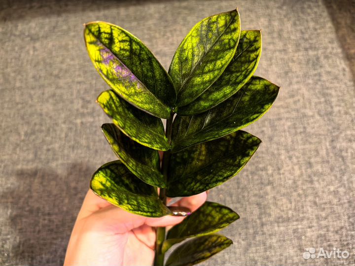 Замиокулькас