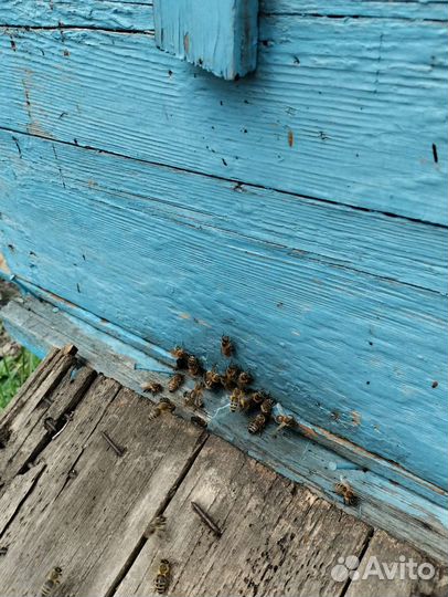 Пчелы