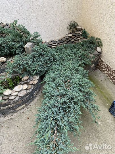 Можжевельник