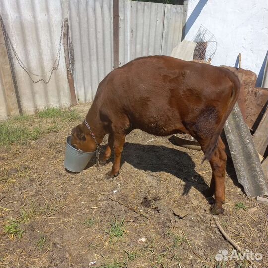 Корова телка