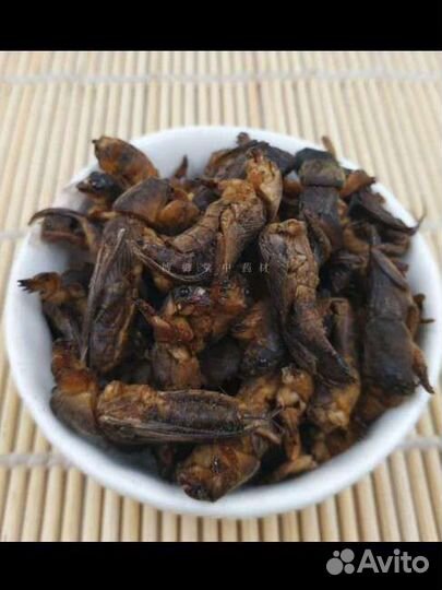 Медведка азиатская