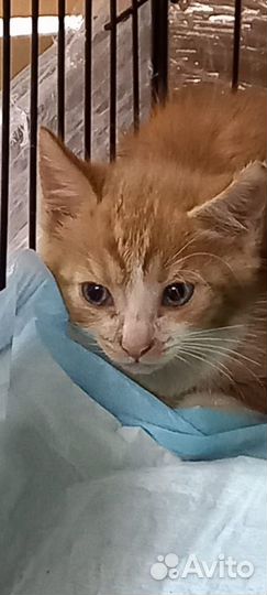 Котята мальчики и девочки