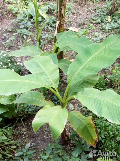 Банановая пальма