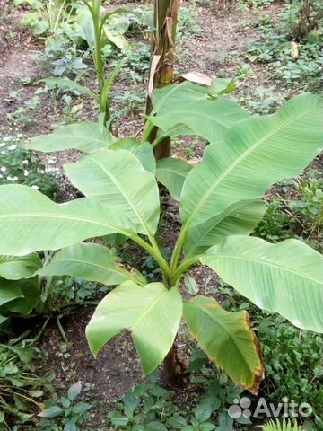 Банановая пальма