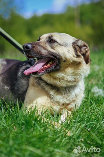 Приютите собаку из приюта