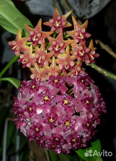 Хойи(хойя) / Hoya(hoyas)