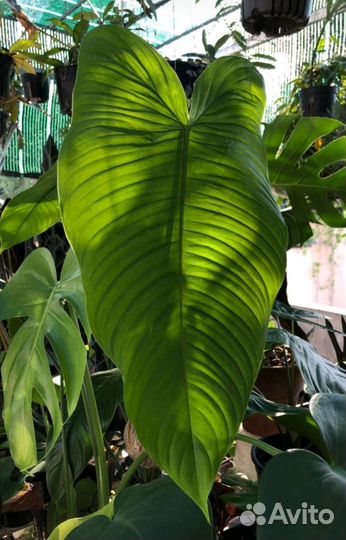 Филодендрон Тенуа