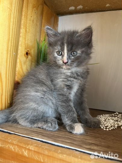 Отдам котенка в добрые руки