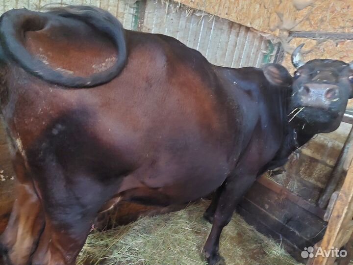 Коровы на молоко