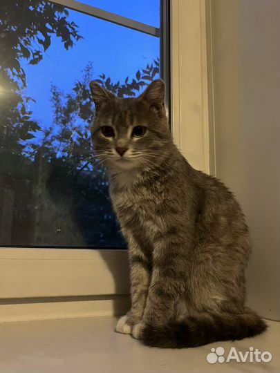 Котик в добрые руки