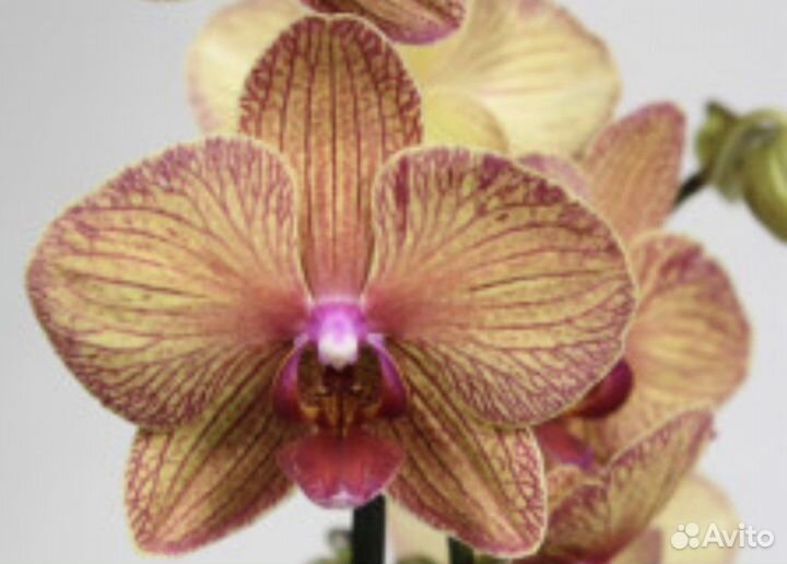 Орхидея фаленопсис Игритт