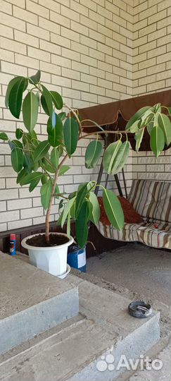 Сансевиерия, Фикус, Замиакулькас