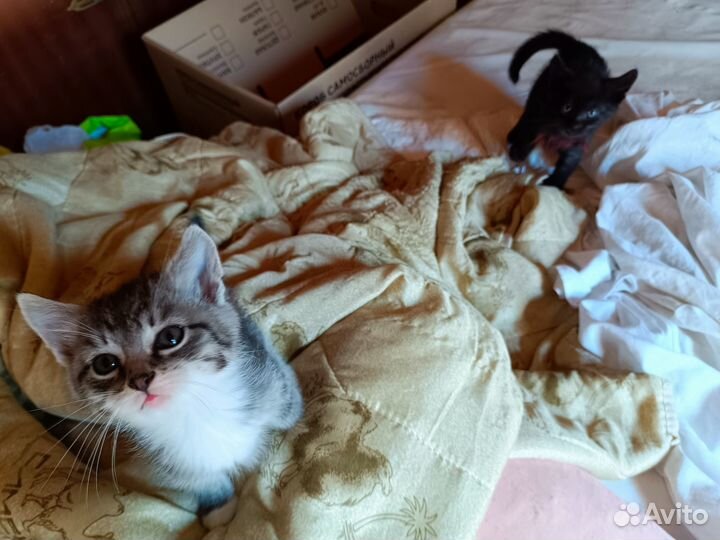Котенок лечебный 2 мес. Родилась на Пасху
