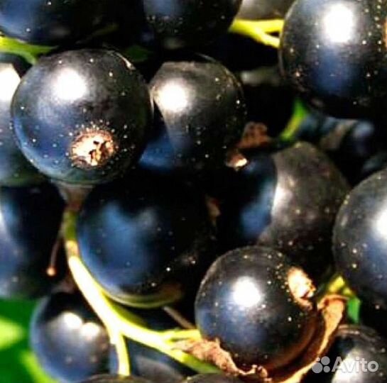 Саженцы черной смородины