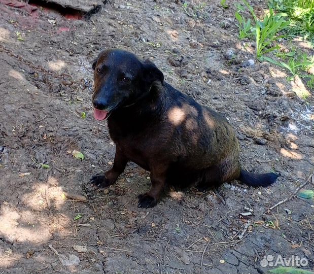 Собака в добрые руки отдам бесплатно