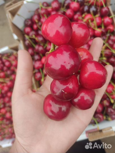 Черешня, Абрикос оптом